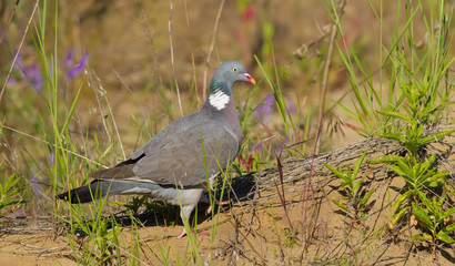 Common Wood Pigeon, Columba palumbus. On a sunny morning, a bird walks through the grass looking for food