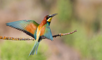 European bee-eater, Merops apiaster. In the early morning, the bird sits on a beautiful old branch. The sun beautifully illuminates the model. Bird spread its wings
