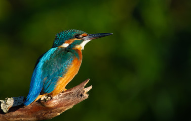 Common kingfisher, European kingfisher, Alcedo atthis. In the early morning, the bird sits on a beautiful old branch. The sun beautifully illuminates the model
