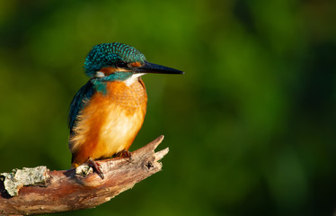 Common kingfisher, European kingfisher, Alcedo atthis. In the early morning, the bird sits on a beautiful old branch. The sun beautifully illuminates the model