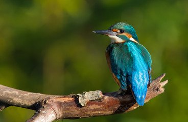 Common kingfisher, European kingfisher, Alcedo atthis. In the early morning, the bird sits on a beautiful old branch. The sun beautifully illuminates the model