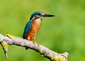 Common kingfisher, European kingfisher, Alcedo atthis. In the early morning, the bird sits on a beautiful old branch. The sun beautifully illuminates the model