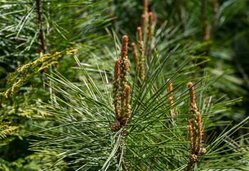 Naklejka na ściany i meble Young long shoots on pine Pinus densiflora Umbraculifera with evergreens background. Sunny day in spring garden. Nature concept for design. Selective focus