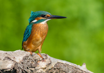 Common kingfisher, European kingfisher, Alcedo atthis. In the early morning, the bird sits on a beautiful old branch. The sun beautifully illuminates the model