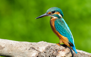 Common kingfisher, European kingfisher, Alcedo atthis. In the early morning, the bird sits on a beautiful old branch. The sun beautifully illuminates the model