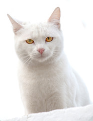 white cat on white