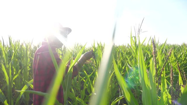 smart farming slow motion video concept. man agronomist holds tablet touch pad computer in the corn field is studying and examining crops before harvesting. Agribusiness concept. male farmer orking in