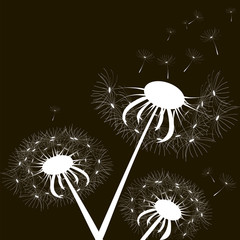White dandelions on a black background with flying seeds. Unique three dandelions. Vector illustration. Stock Photo.