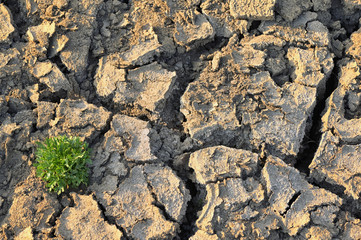 Dry And Cracked Soil With Small Green Plants