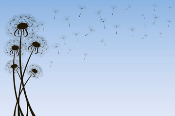 Delicate dandelions against a light blue sky with flying fluffs. Unique silhouettes of dandelions on a background of blue sky with a gradient. Vector illustration. Stock Photo.