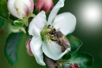 Honeybee collecting pollen at a pink flower blossom
