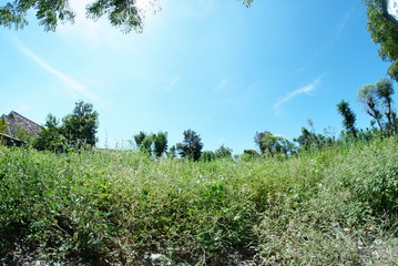 Wildflowers and wild plants grow in the rainy season. In Indonesia Pasuruan East Java