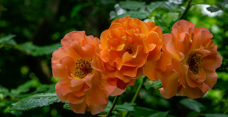 Bright orange lovely bunch of rose Westerland with green leaves background. Selective focus. Lyric motif for design. Flower rose landscape, fresh wallpaper, nature background concept