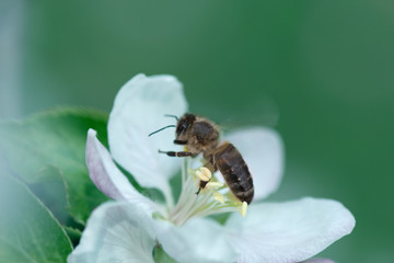 Honeybee collecting pollen at a pink flower blossom