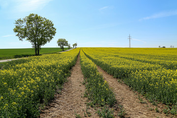 Fototapeta na wymiar Spring landscape. Cultivated colorful raps field in Germany