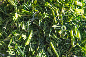 Cut dill surface texture. Close up. Background image.