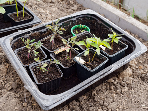 seedlings of vegetables on a bed in a greenhouse