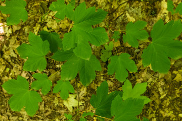 Maple tree leaves and root