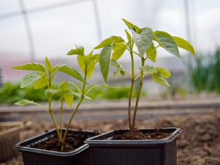 seedlings of vegetables on a bed in a greenhouse