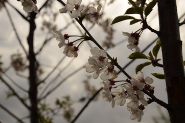 Against the background of the sky, branches with white flowers of cherry.