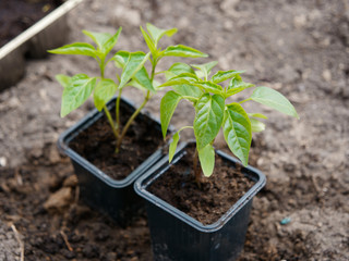 seedlings of vegetables on a bed in a greenhouse