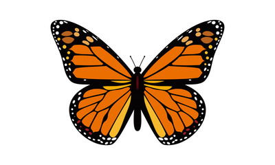 Obraz na płótnie Canvas B,Butterfly,Beautiful