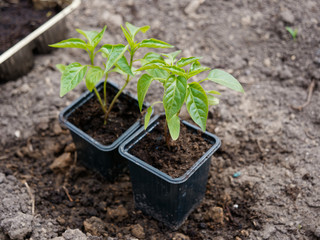 seedlings of vegetables on a bed in a greenhouse