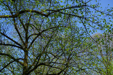 tree life