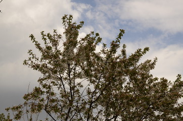 Against the background of the sky, branches with white flowers of cherry.