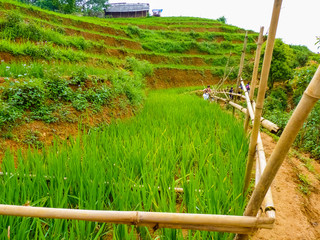 Fototapeta premium Lào Cai rice fields near Sapa (Chapa) in north mountains of Vietnam, Lào Cai, Vietnam