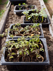 seedlings of vegetables on a bed in a greenhouse