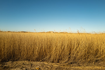 dune grass 