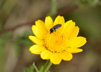 insecto polinizando una flor amarilla  Marbella Andalucía España
