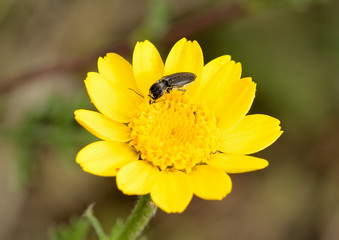 mosca con polen en una flor  Marbella Andalucía España