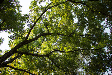 Cinnamomum camphora tree
