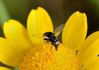 mosca negra polinizando una flor  amarilla  Marbella Andalucía España