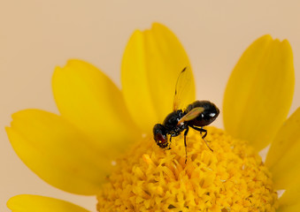  mosca con polen en una flor amarilla  Marbella Andalucía España