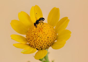 mosca en una flor amarilla y fondo naranja  Marbella Andalucía España