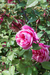bush pink rose in flower bed in garden, vertical outdoors stock photo image background