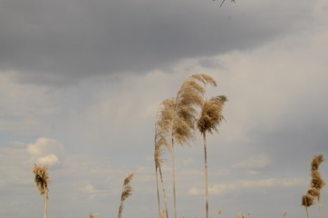
Landscape. Gray cloudy sky. On the river bank growing reeds.