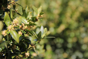 Buxus sempervirens is blooming in the spring