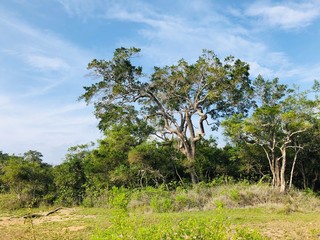 Landscape in a dry forest. Large trees surrounded by beautiful lakes and bushes. 