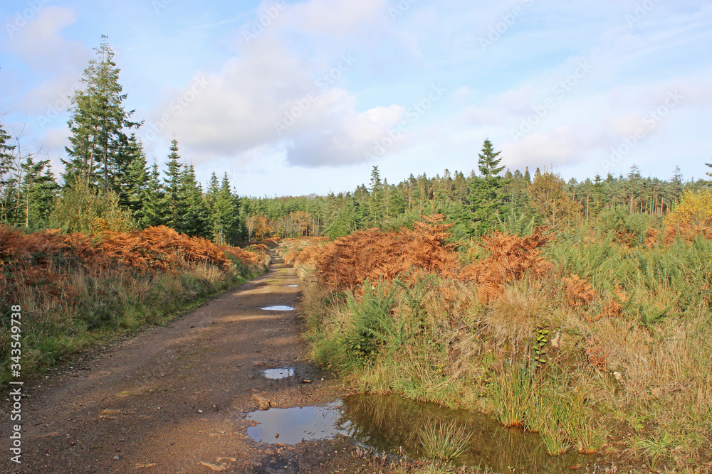 Poster woodland on dartmoor, devon