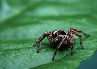 A close up of a small spider