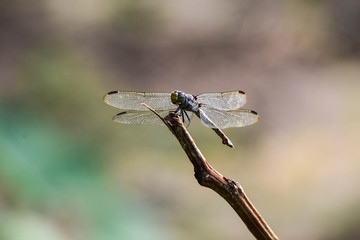 dragonfly on a branch