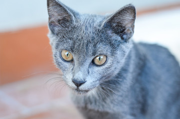 Young playful cat breed Russian blue portrait. Focus on cat eyes. Shallow depth of field.