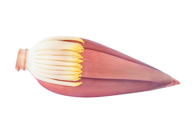 Banana blossom isolated on white background.