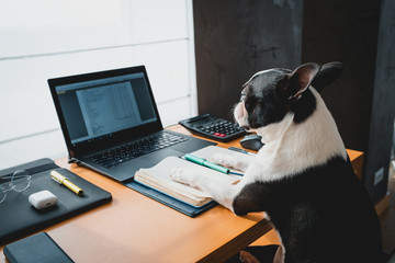Business dog using his computer in the office. Boston Terrier as businessman  working at laptop.working dog. Cute dog is working at home, serious and funny.