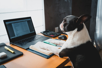 Cute happy young dog working on laptop at the office. pets indoors. Table with mobile phone, tablet and notebook,Business dog using his computer in the office, boston terrier working at home - obrazy, fototapety, plakaty