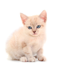 Fototapeta na wymiar Small white kitten.